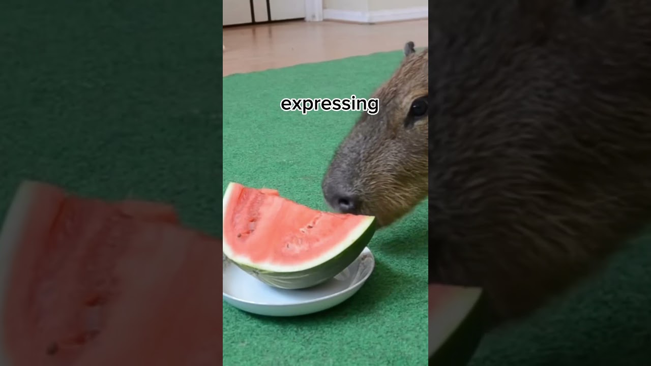 Capybara sounds #capybara #shorts