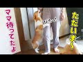 ぴったりくっついて大歓迎してくれるコーギーの子犬