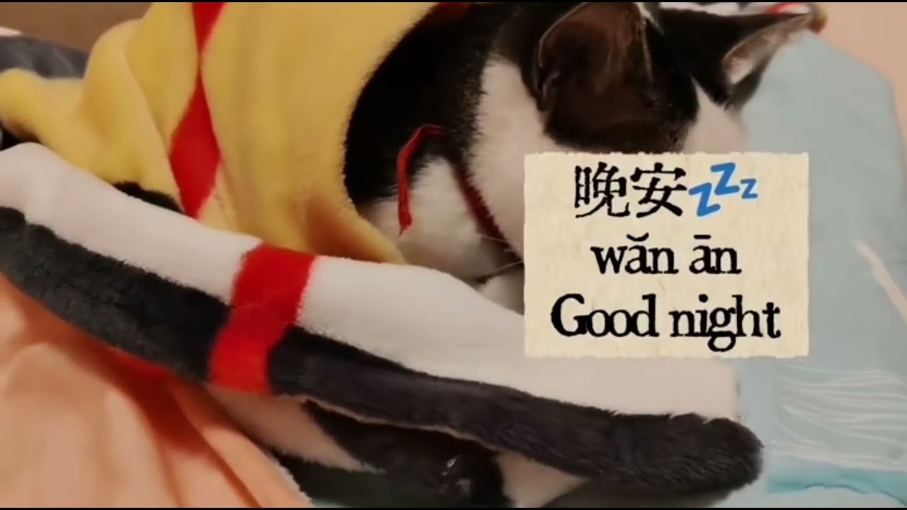 Sleep 🐈💤 | Chinese vocabulary | 