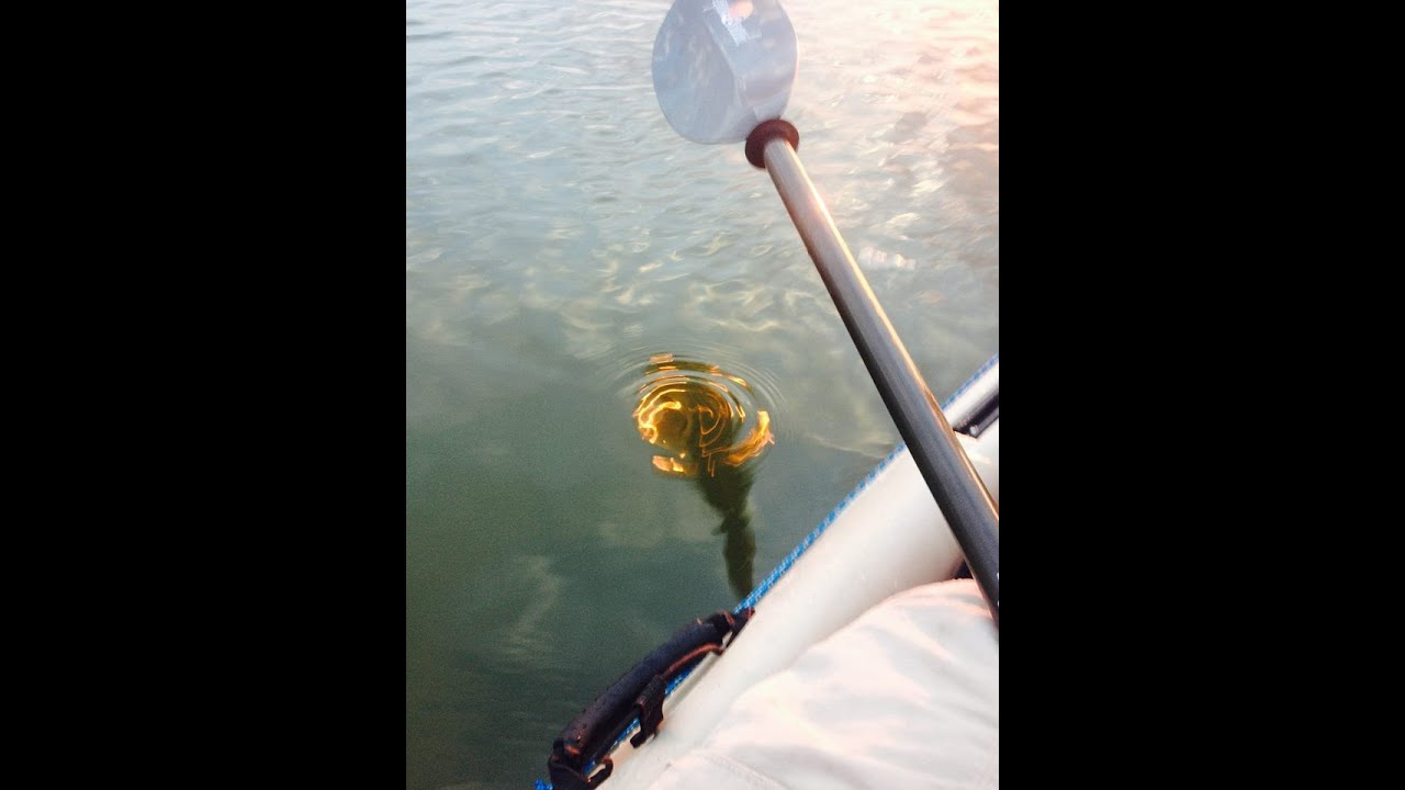 Redfish Zara Spook Topwater Action YouTube