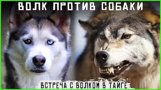 картинка: Встреча с волком в тайге. Волк против собаки. Таежные истории и байки