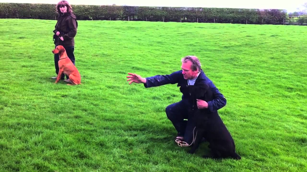 After 2 lessons we see a working Labrador training to the gun and ...
