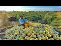 World&#39;s Sweetest Fruit | Melon Harvest 2023