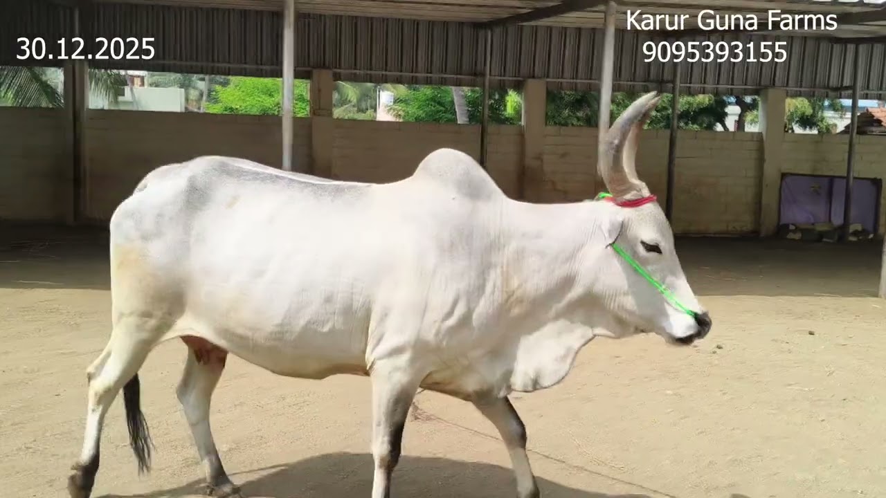 விற்பனைக்கு காரி மாடு, மயிலை மாடு மற்றும் மயிலை கிடாரி கன்றுகள் இன்றைய பதிவு.