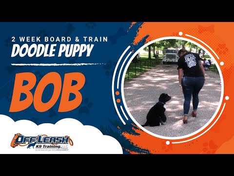 bob-|-doodle-puppy-off-leash-|-obedience-trainer-|-nova-olk9