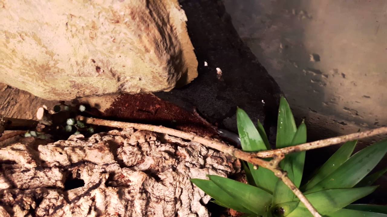 reptile city Melanoseps loveridgei and earthworms