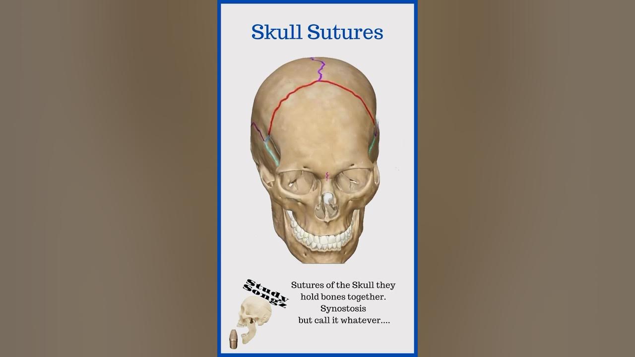 Skull Sutures 💀 #bones #skull #anatomy #medico #mbbs #medicalstudent # ... Biology Diagrams