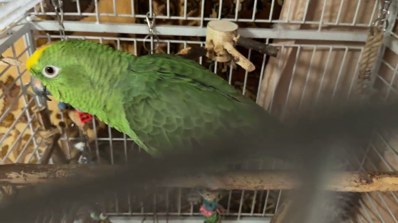 Амазон рацион дня