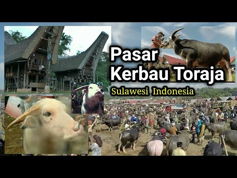  Pasar  Kerbau Toraja Sulawesi  Indonesia YouTube