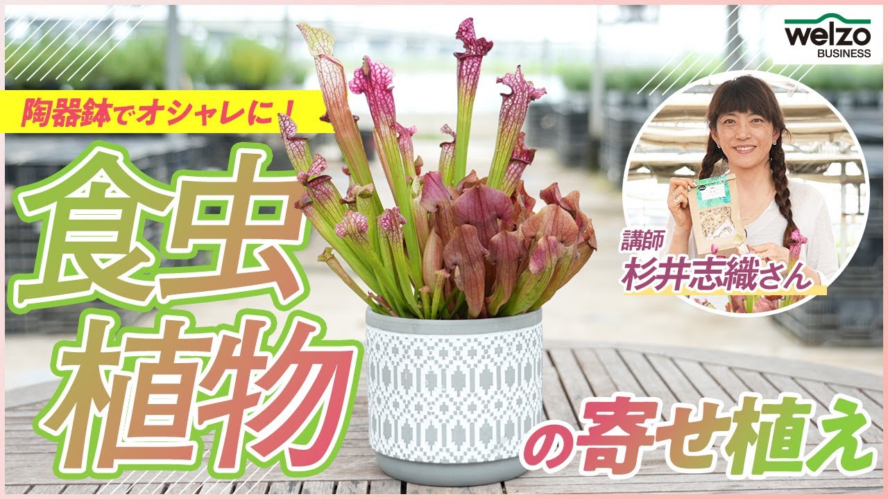 【食虫植物の寄せ植え】陶器鉢でオシャレに仕上げました！