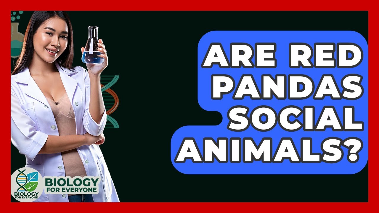 Are Red Pandas Social Animals? - Biology For Everyone