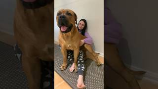 Boerboel’s are Big Lap Dogs #shortsfeed #boerboel #shorts