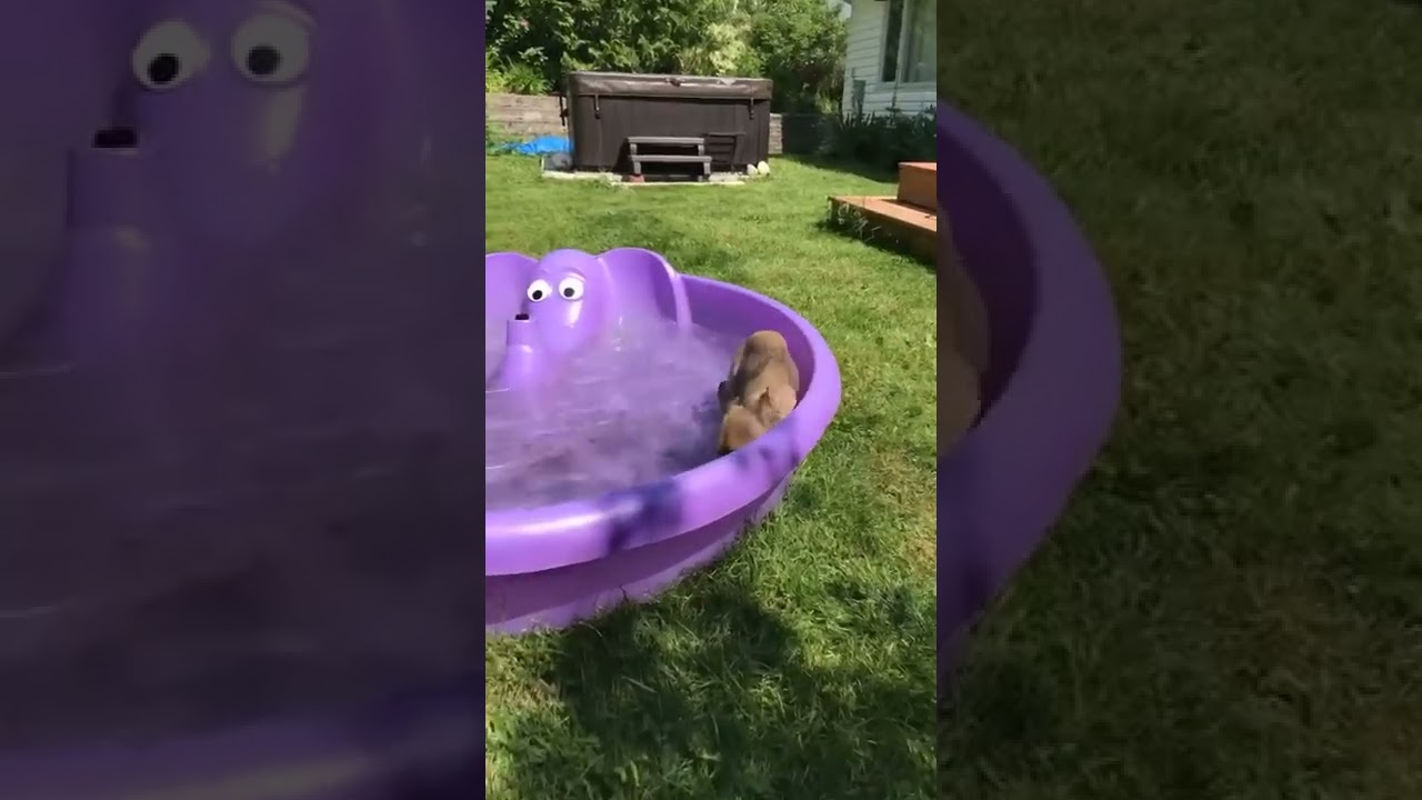 Swim little nugget YouTube