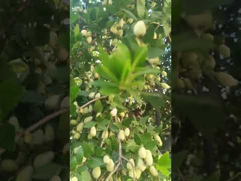 حب الآس الآس