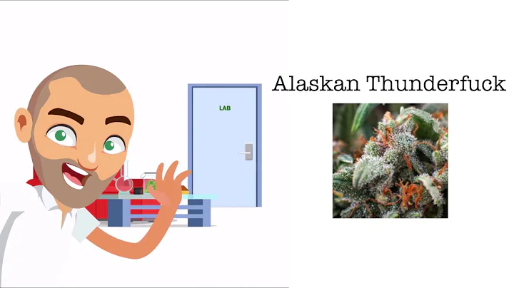 Alaskan Thunderfuck  Strain Review