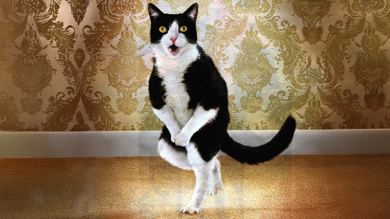 Get a CAT, they said It’ll be CHILL…Funny Cat Videos 2025