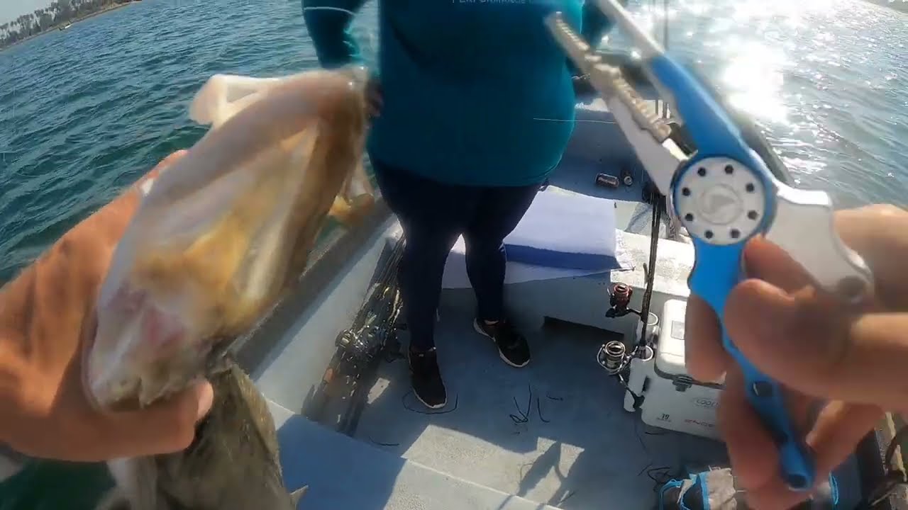 Halibut mission bay YouTube