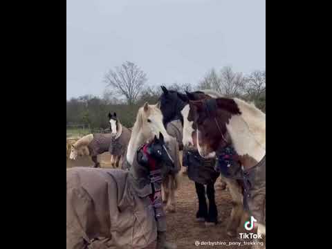 Video: Dartmoor Pony