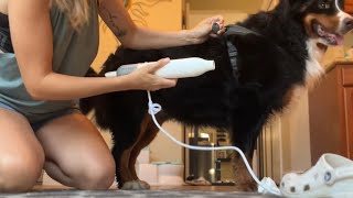 Dog tests out blow dryer! by Benny Berner  2,675 views 11 months ago 5 minutes, 23 seconds