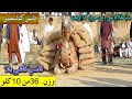 Camel Weightlifting 2020 | Baba Ghulam Nabi ( Marhoom ) Camel | Camel Mela