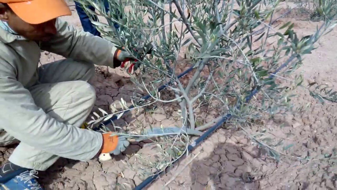 أشجار بيشولين كريڤي إنتبيهو جيدا مع أشجار لكريڤي