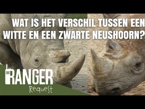 Video: Het Verhaal Van Meimei, Een Wees Zwarte Neushoorn In Kenia - Matador Network