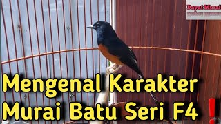 Mengenal Karakter Murai Batu Seri F4❗️