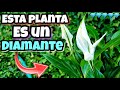 SI TIENES esta PLANTA eres 1 entre un MILLÓN! MIRA porque tener 1 | Usos y cuidados del Espatifilo