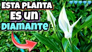 SI TIENES esta PLANTA eres 1 entre un MILLÓN! MIRA porque tener 1 | Usos y cuidados del Espatifilo