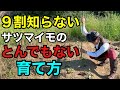 【目からウロコの育て方】サツマイモ栽培の常識が変わります　　　　　【園芸】【ガーデニング】【初心者】