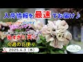 今週の花便り #126 【2025.4.3】シーズン突入!? ペチュニア・アジサイ・ラグランジアなど 【入荷情報を最速でお届け!!】