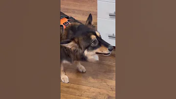 SMART TRICKS FOR GIVING YOUR DOG MEDS 