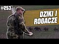 Darz Bór odc 253 - Dziki i rogacze