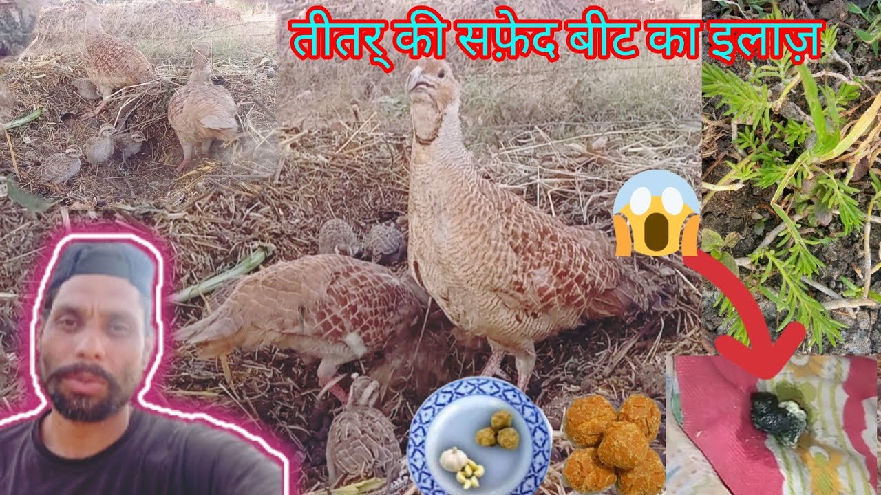 तीतर की सफेद बीट की बीमारी का इलाज।।Treatment of white beet of pheasant।। teetar ki bimari