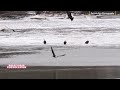 Frozen River, Mighty Wings 🦅 | Bald Eagle Convocation in Coralville 4K #birds #viral #wildlife