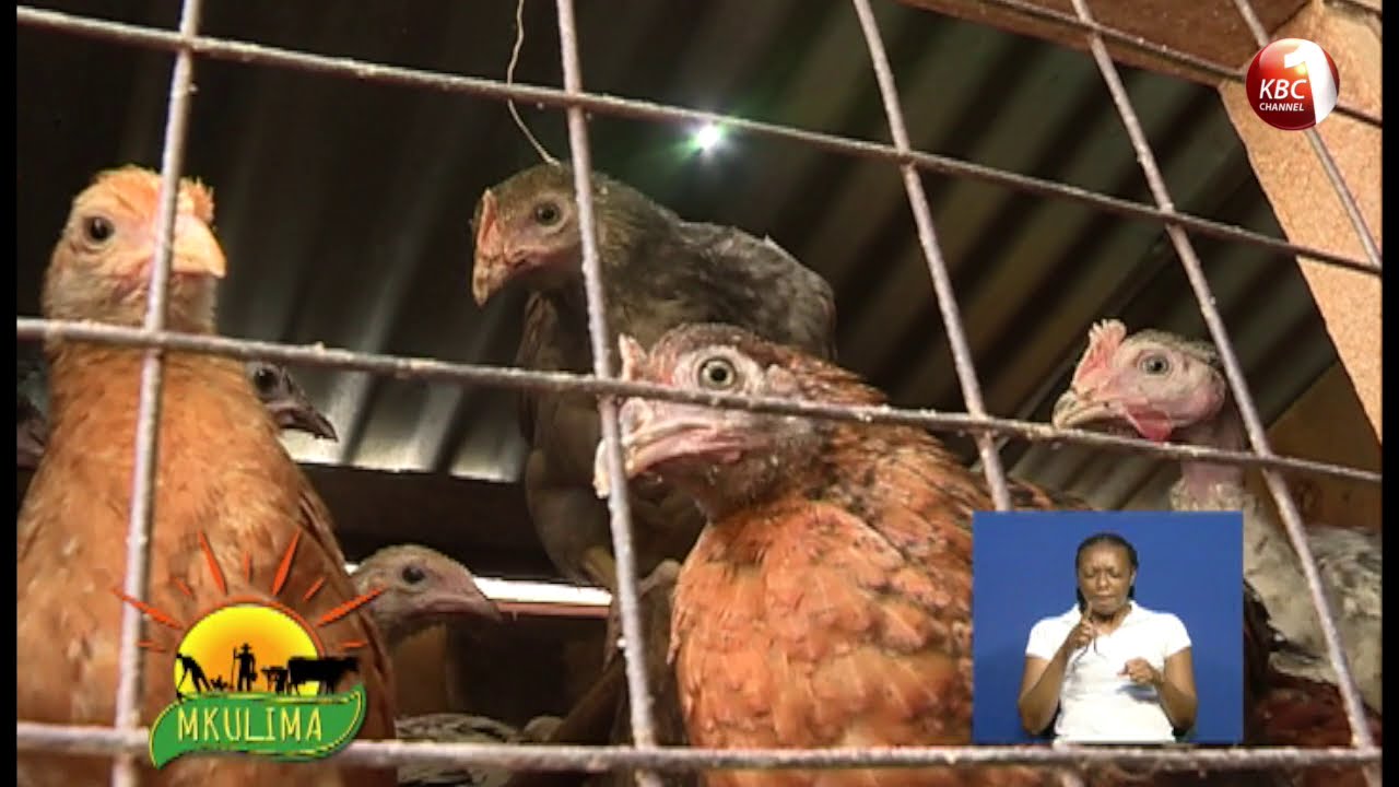 Mkulima: Vijana Huruma wanajihusisha na kilimo mjini