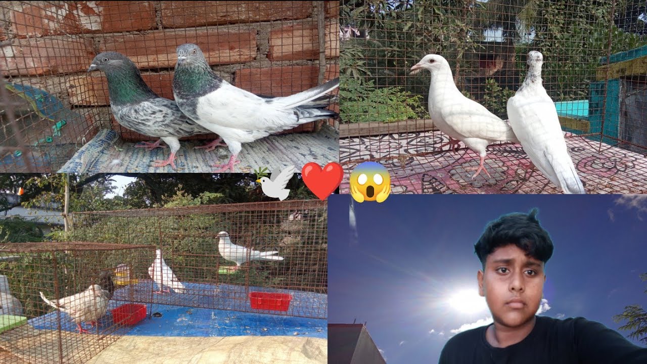 Amar lopte 3 ti kobutor anechi tar sathe ekti kobutorer jora diyechi, full watch video😱❤️🕊️☠️🇮🇳