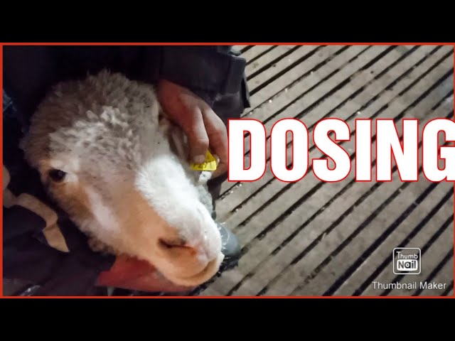 DOSING IN SHEEP---#sheep #Hilltopsheepfarm class=