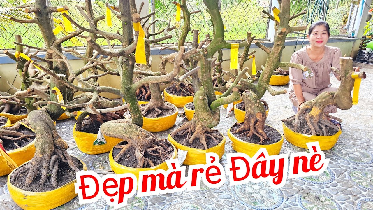 Khen📲 O366I79776 phôi mai vàng hoành to Đế Vip giá nhỏ 9/3  Chợ Gạo (@MaivàngQuêdừa)