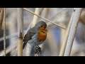 Песня зарянки (European robin, Erithacus rubecula)