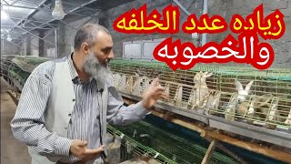 بسهوله هتزود عدد الخلفه والخصوبه الارانب هتقبل التلقيح بسرعه