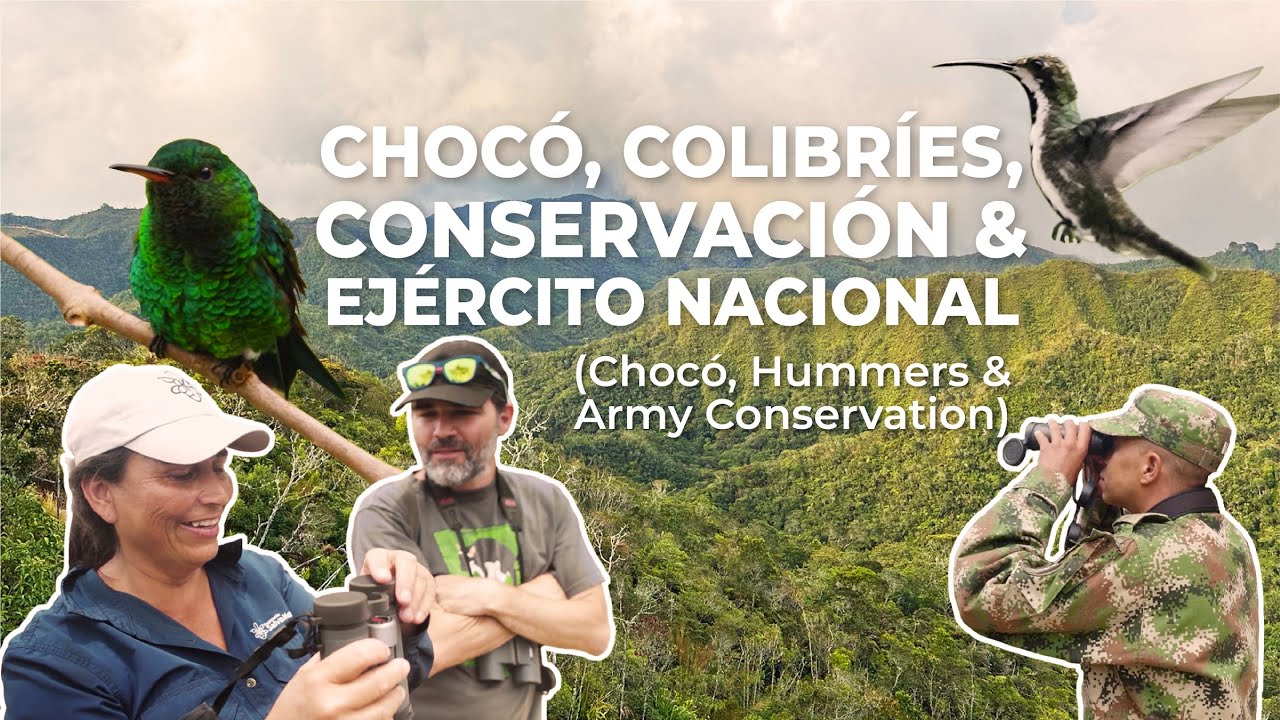 Chocó Andino, Ejército y Colibríes (Chocó, Army & Hummers) | Antioquia, Colombia | Field Guides