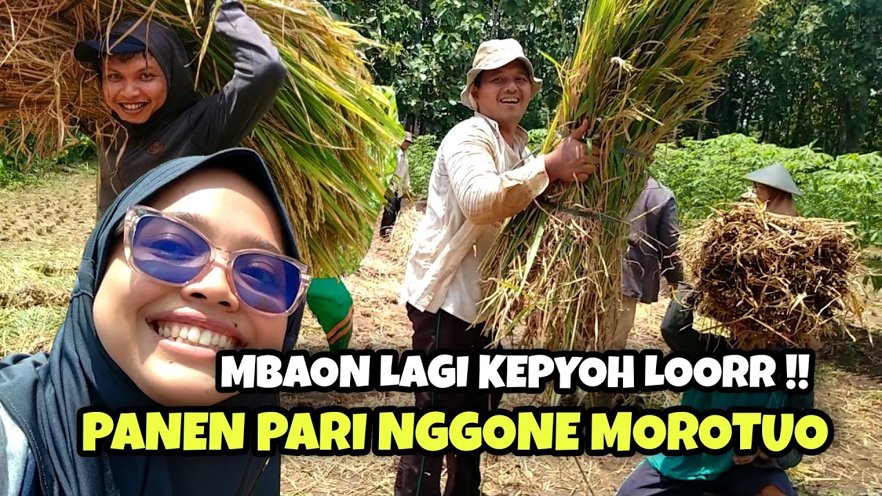 PANEN PARI NGGONE MOROTUO PREEN, ALHAMDULILLAH MELIMPAH RUAH !!