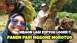 Panen Pari Nggone Morotuo Preen Alhamdulillah Melimpah Ruah 