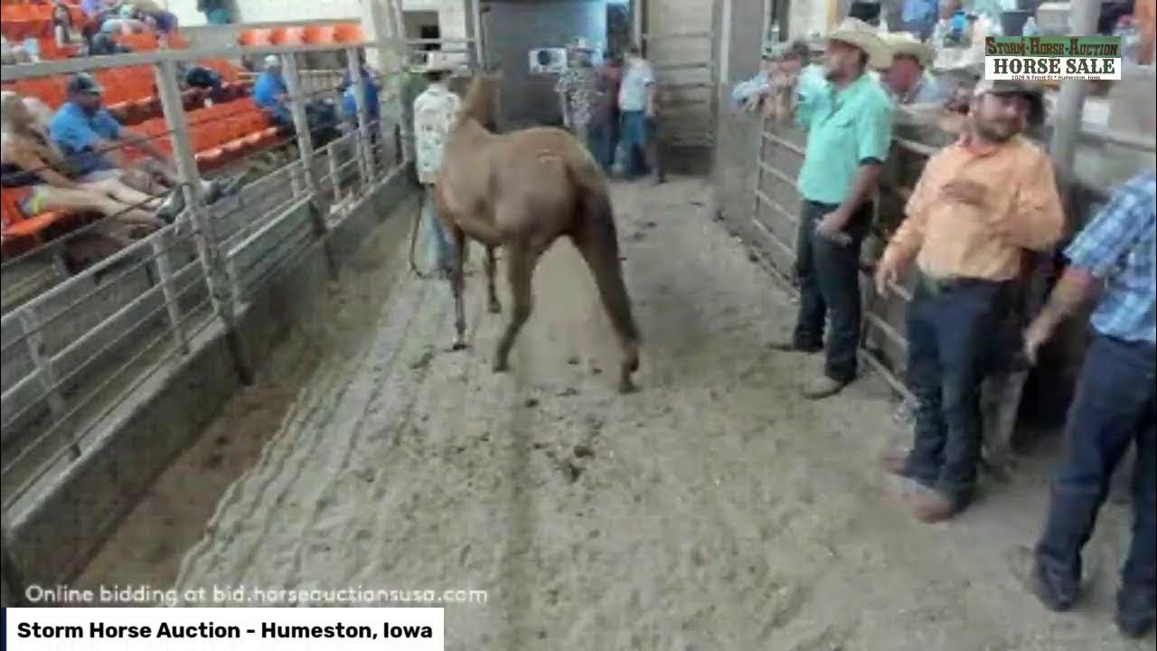 Storm Horse Auction Humeston, Iowa YouTube