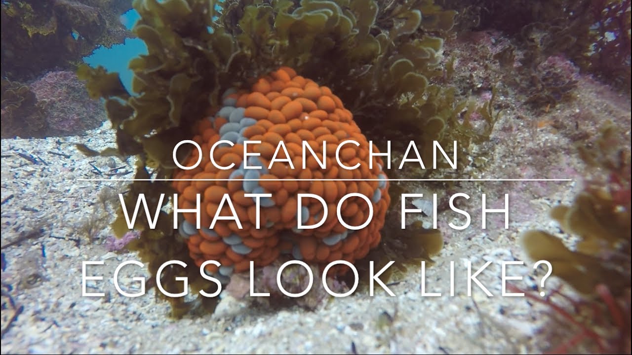 What do fish eggs look like? - Freediving at Bare Island, Sydney - Ocean  Chan 