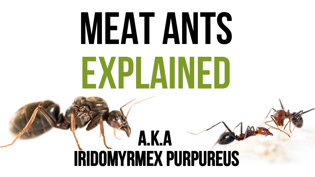 Iridomyrmex purpureus - オーストラリアの食肉アリ - ANTCUBE