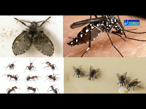 Drain Flies, बाथरूम के मच्छर कैसे मारे, मच्छर मख्खियो चीटियों से छुटकारा पाने का सरल घरेलू  नुस्खे,