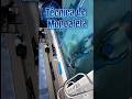 Técnica de Monoaleta _ Marlon Leon #apnea #swimming #breathhold #freediving #finswimming