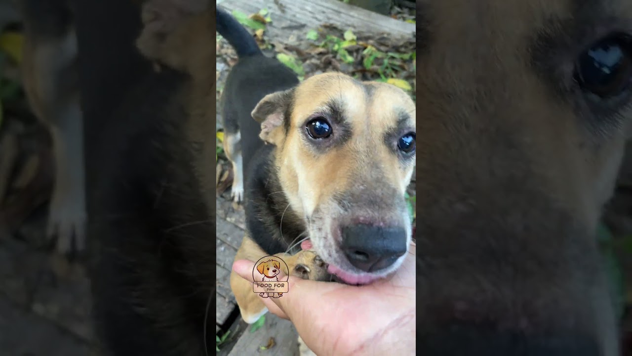 How to make healthy foods for furry friends dogs and cats after rescue